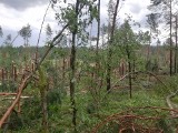 Nawałnica w Borach Tucholskich. Wichura spowodowała wiele szkód, Lasy Państwowe ostrzegają [zdjęcia]