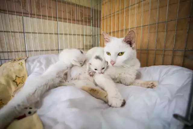 Kociaki zabrane z ul. Sierpinka obecne przebywają w schronisku dla zwierząt. Za około 2 tygodnie będą mogły trafić do adopcji.