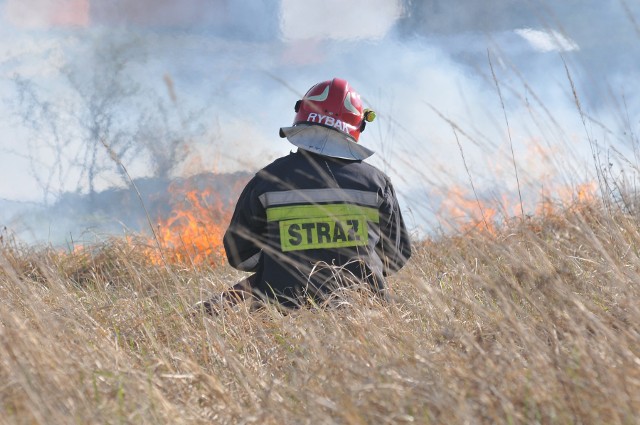Strażacy, leśnicy i inne służby przyznają, że pożary traw to wciąż prawdziwa plaga. Powodują one nie tylko potężne straty finansowe, ale również straty w ekosystemie.