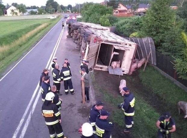 Wypadki w pow. ostrowskim: przewrócił się tir przewożący trzodę chlewną [ZDJĘCIA] 