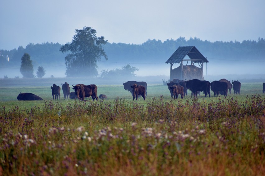 Puszcza Białowieska to prastara knieja, gdzie można poczuć...