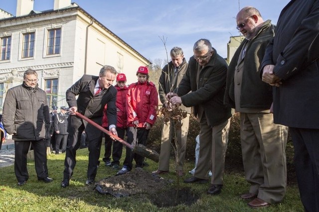 Burmistrz Pińczowa Włodzimierz Badurak sadzi Dąb Wolności