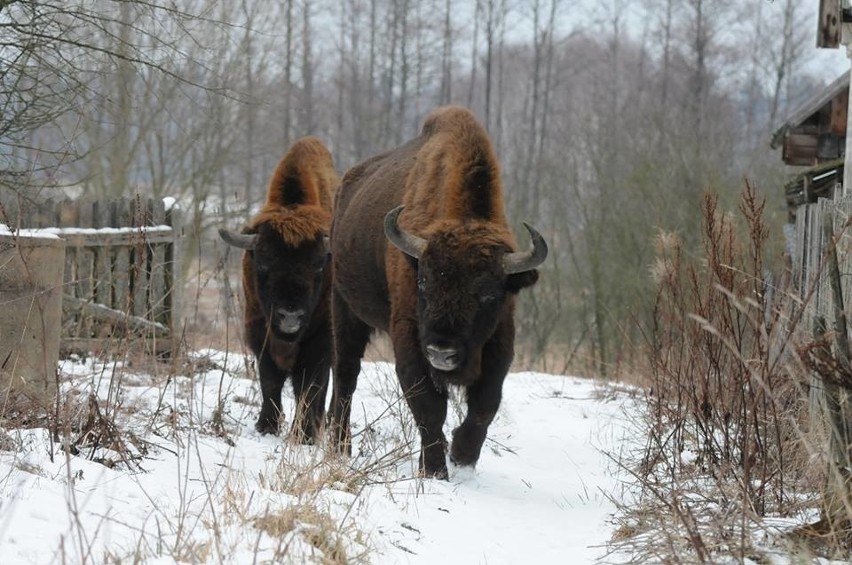 Żubry na ulicy w Białowieży