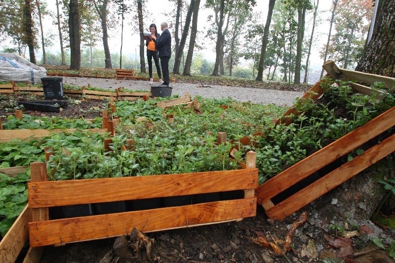 Rewitalizacja parku w Morawicy