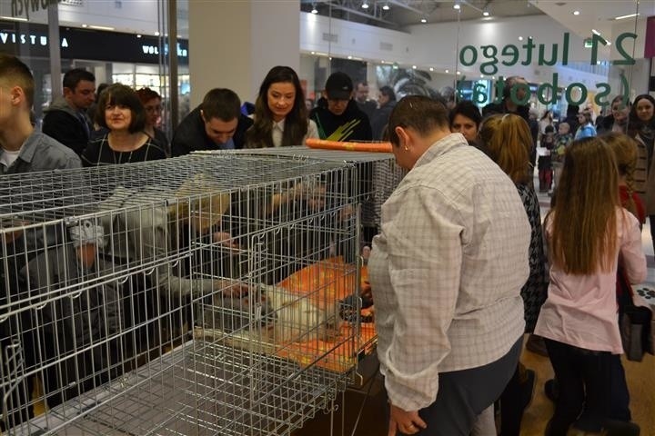 Kocie pięnoości przyjechały do Częstochowy na V Jurajski...