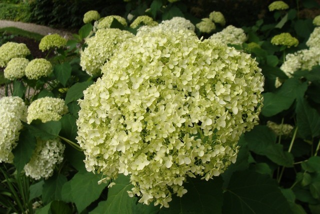 Hortensje krzewiaste mają wielkie, kuliste kwiatostany. Są odporne na mróz i mało kapryśne, za to długo i obficie kwitną.
