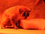 Zoo: lori lubią ciemności