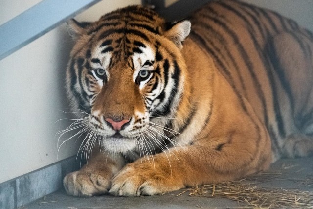 Tygrysy są teraz w zoo w Poznaniu