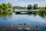 W bydgoskim Myślęcinku ktoś wylał szambo do stawu przy ul. Hipicznej