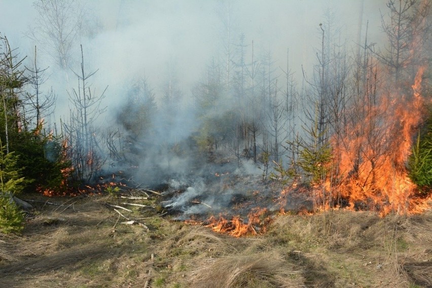Ponad 100 strażaków walczyło z gigantycznym pożarem lasu w Czarnym Dunajcu