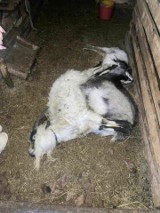 Martwe kozy w opuszczonym gospodarstwie w Końskowoli. Policja ustala przyczyny
