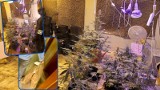 Plantacja marihuany w Jastrzębiej Górze. W hotelowym obiekcie 37-latek z powiatu puckiego miał 11 donic i kilka gramów suszonej marihuany