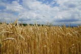 Średnia cena za tonę pszenicy w lutym 2024 w skupach i na targowiskach. Ile pszenicy i kukurydzy sprowadzono do UE?