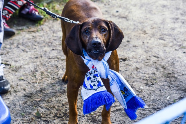 I-ligowe piłkarki KKP Bydgoszcz z przytupem zakończyły rundę jesienną. Podopieczne Adama Górala pokonały KS Raszyn 3:0 (3:0). Bramki zdobyły: Edyta Sobczyk (4'), Ilona Raczkowska (10') i Karolina Pancek (16'). Przy okazji meczu zbierane były dary i środki finansowe dla czworonogów z Fundacji „Ostatnia Przystań” z podbydgoskiego Wtelna >>>