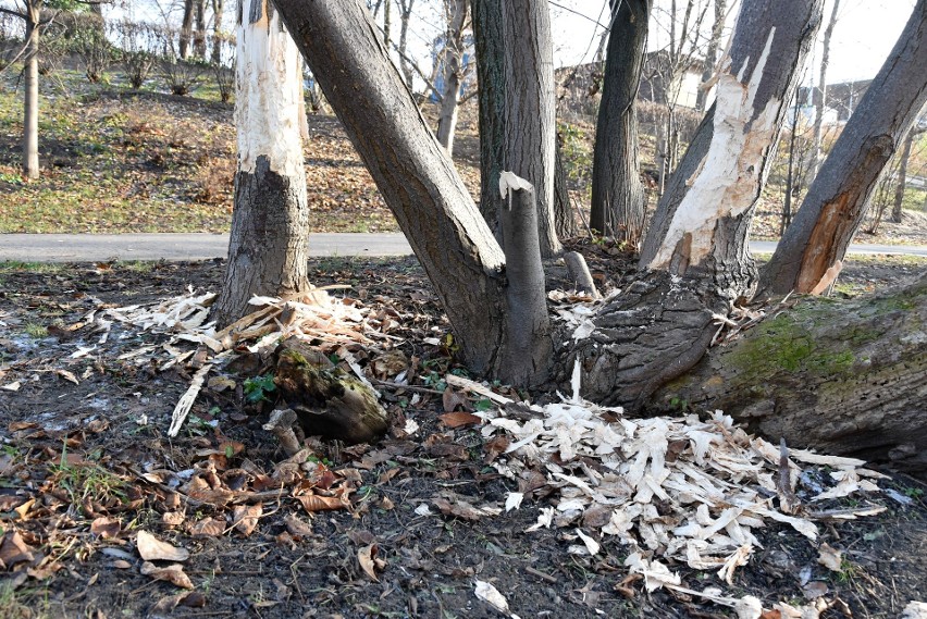 Ostatnio bobry dobrały się do grupy drzew nad brzegiem...