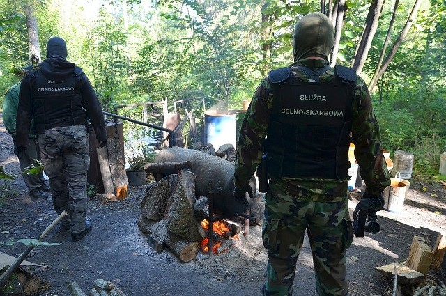 Podlaska Krajowa Administracja Skarbowa rozbiła leśną bimbrownię w okolicach Czarnej Białostockiej. Bimbrownik zatrzymany podczas produkcji