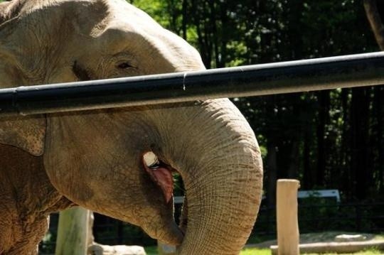 EURO 2012: Słoń wskaże zwycięzców