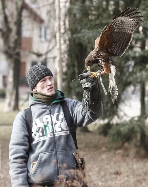 Sokoły pracują w parku przy ul. Dąbrowskiego.