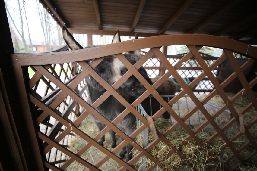 Żywą szopkę w śląskim zoo można oglądać od 21 grudnia do 10...