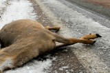 Jeleń znaleziony na terenie prywatnego łowiska w Grodzisku-Wsi. Zwierzę było martwe