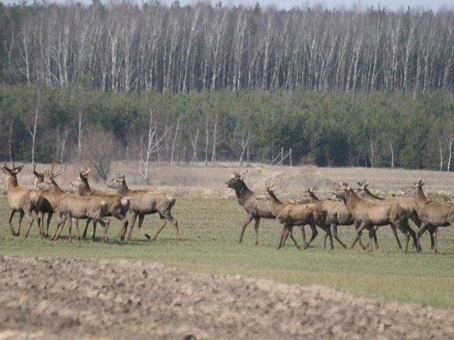 Te jelenie widziano niedawno na polach w Woli Wapowskiej (gm. Kruszwica)