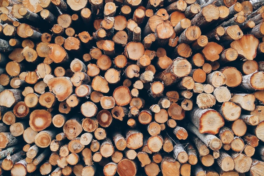 Samodzielne próby wyniesienia drewna z lasu mogą być...