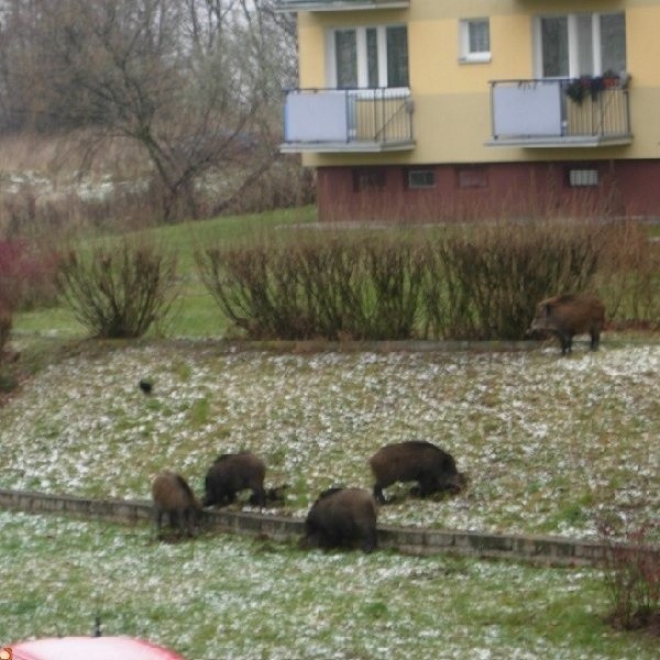 Grudziądz > Dziki na osiedlu Rządz