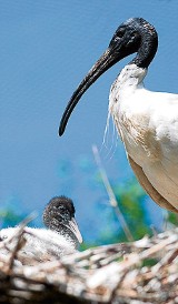 Unikatowe ptaki mnożą się w krakowskim zoo