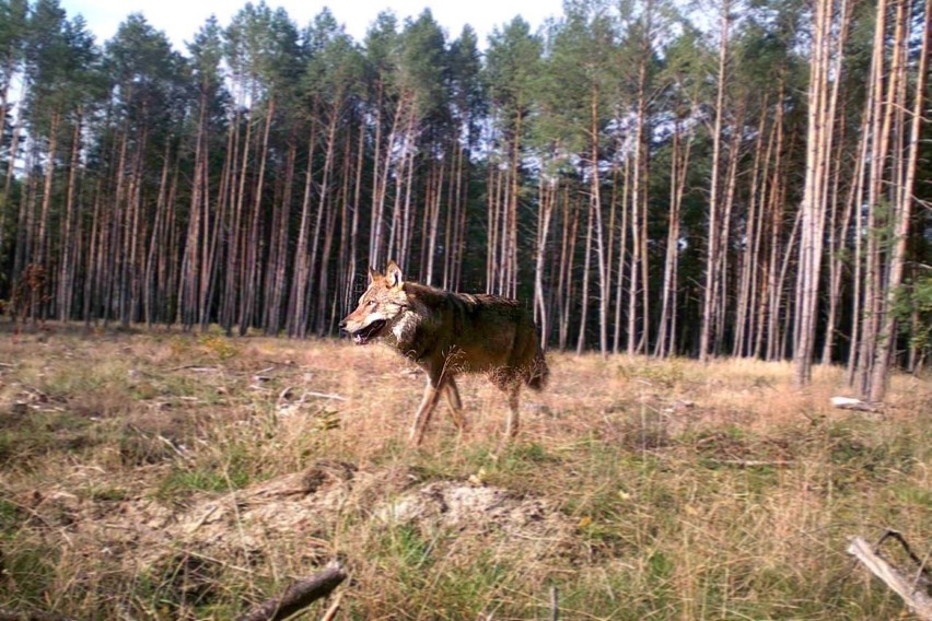 Wilki żyją w podbydgoskich lasach, także na obszarach, przez...