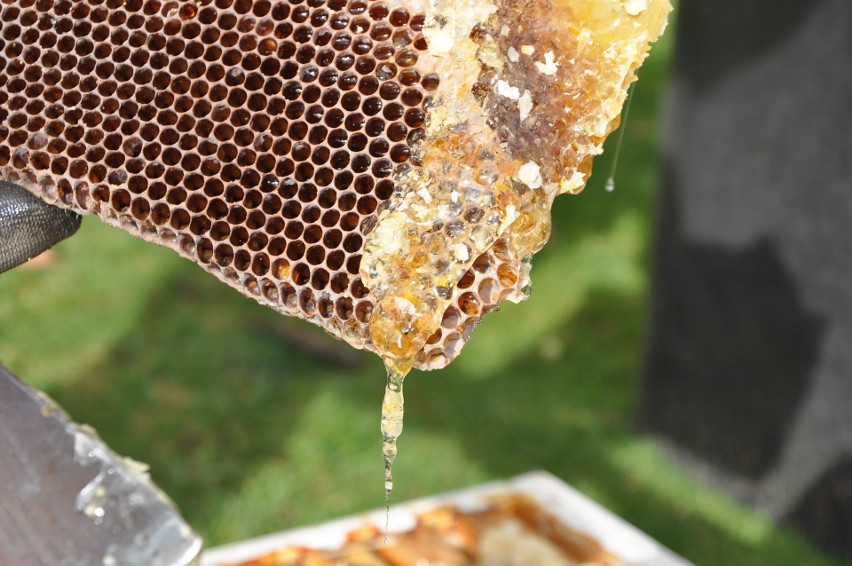 Pszczoły zbierają nektar, aby mieć pożywienie dla siebie....