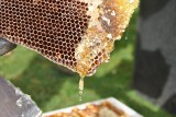 Czy wiesz jak powstaje miód? Praca w ulu nigdy się nie kończy. Efektem jest płynne złoto zamknięte w słoiku. Dla kogo pszczoły robią miód?