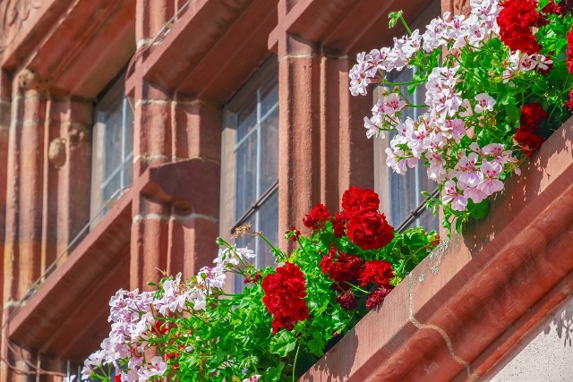 PELARGONIE