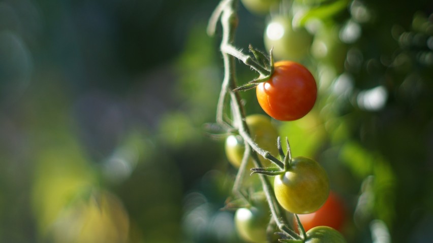 Pomidor to jedno z niewielu warzy, które korzystnie spożywać...