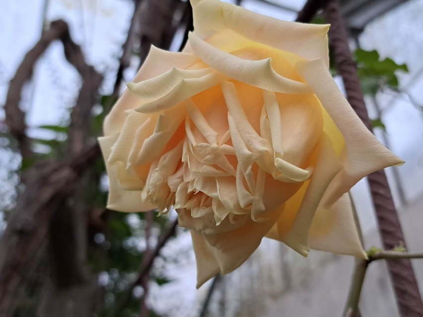 - Róża 'MARECHAL NIEL' o niesamowitym zapachu (zdjęcie tego...