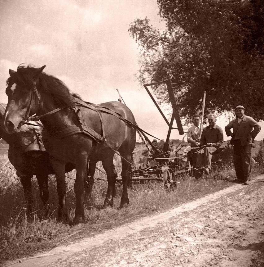 Żniwa w latach 50. w gminie Dąbrowa [zdjęcia]