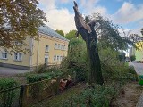 Krajobraz po wichurach w Podlaskiem. W Białymstoku wiatr łamał drzewa jak zapałki. Strażacy interweniowali w regionie około 150 razy