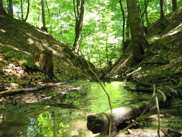 Ministerstwo Klimatu i Środowiska podjęło decyzję o wstrzymaniu wycinki najcenniejszych drzew, m.in. w Bieszczadach oraz Puszczy Karpackiej.