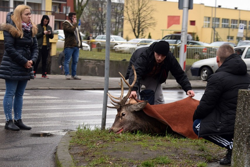 Ranny jeleń zabrany z osiedla Zachód w Stargardzie [ZDJĘCIA, WIDEO]