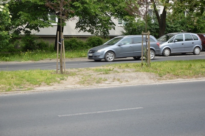 Rosnące blisko siebie drzewka nie są dla kierowców...