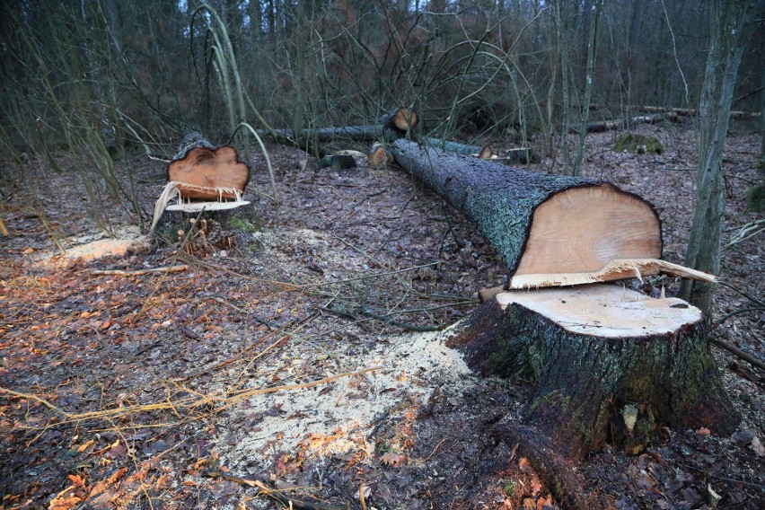 Wycinka drzew w Puszczy Białowieskiej