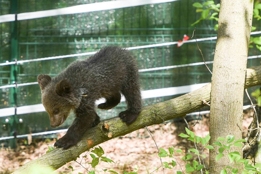 Cisna trafiła do poznańskiego zoo w maju tego roku