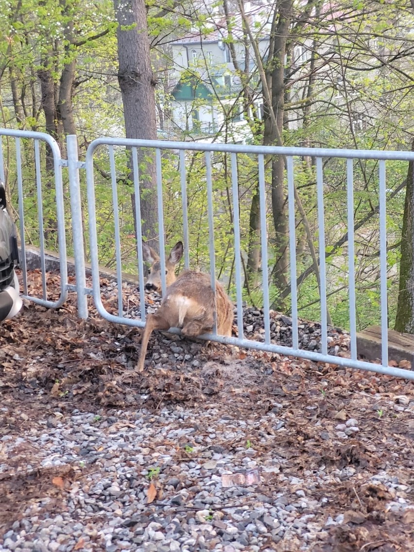 Krynica-Zdrój. Na ul. Pięknej strażacy ratowali uwięzioną w metalowej barierce sarnę [ZDJĘCIA] 