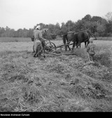 Sianokosy na archiwalnych zdjęciach. Zobacz, jak wyglądała praca rolników kilkadziesiąt lat temu