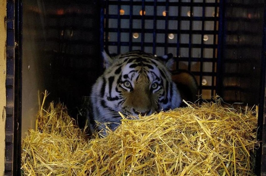 Do zamojskiego zoo przyjechał kolejny kot. To tygrysica Isla (ZDJĘCIA)