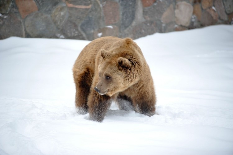Akcent ZOO. Niedźwiedź brunatny ciągle nie śpi (zdjęcia)