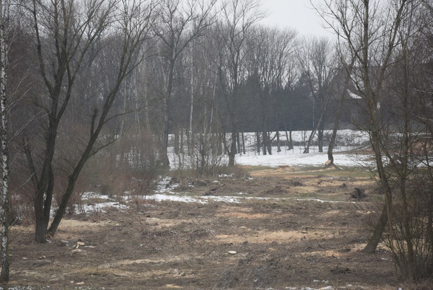 Oświęcim. Na Kamieńcu wycięto piękne drzewa. Tak powstaje Park Pojednania Narodów [ZDJĘCIA, WIZUALIZACJA]