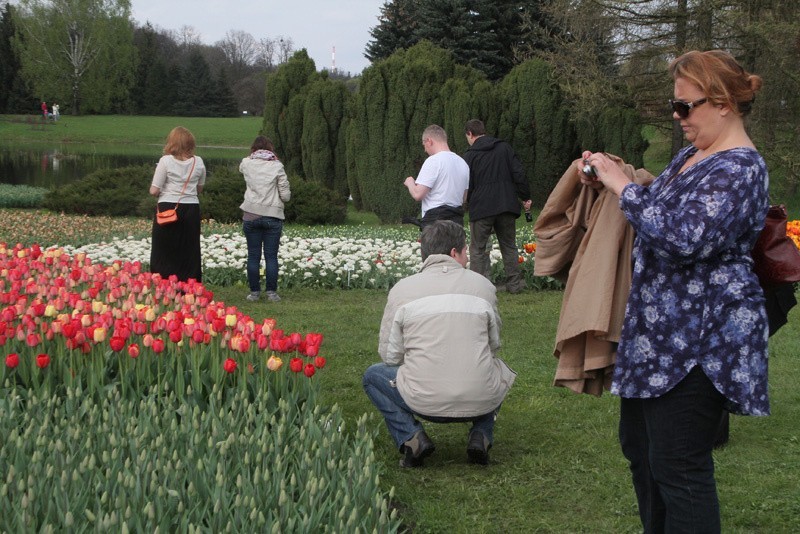 Tulipany w ogrodzie botanicznym. Pola kwiatów przyciągają tłumy ZDJĘCIA