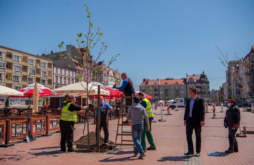 Rozpoczęła się rewitalizacja zieleni na Rynku w Bytomiu....