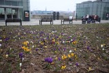Przed Muzeum Śląskim w Katowicach zakwitły krokusy. Piękne kwiaty zwiastują rychłe nadejście wiosny. Zobacz galerię zdjęć!