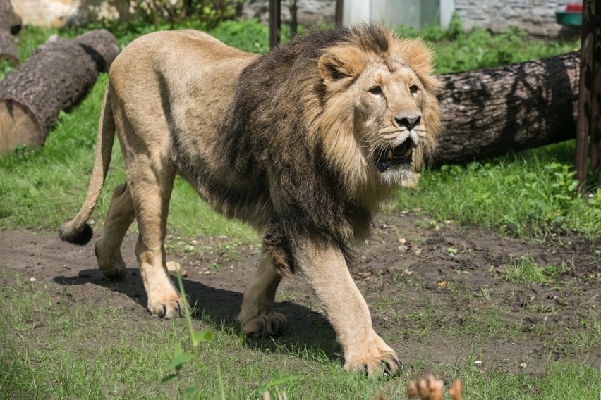 Krakowski Ogród Zoologiczny. Lwy azjatyckie i czarne jaguary dostały nowoczesne wybiegi [ZDJĘCIA]